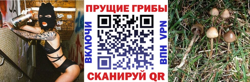 Галлюциногенные грибы Psilocybine cubensis  продажа наркотиков  Санкт-Петербург 